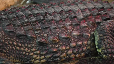 Osteoderms of Nile crocodile 4K Stock Footage 138023283