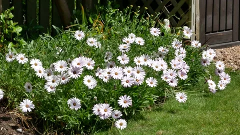 Osteospermum  African daisy Stock Footage 155494756