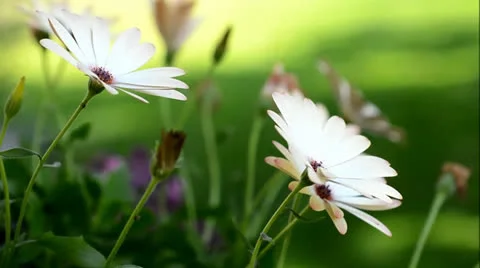 Osteospermum bloom 動画素材 26126186