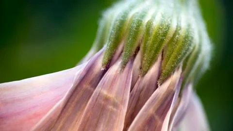 Osteospermum closeup 스톡 사진