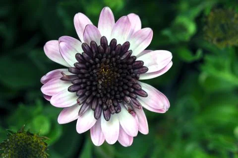 Osteospermum daisy Foto stock