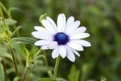 Osteospermum Ecklonisa Stockfoto's