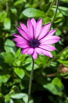 Osteospermum ecklonsis Stock Photos