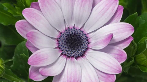 Osteospermum flower timelapse Stockbeeldmateriaal 333761448