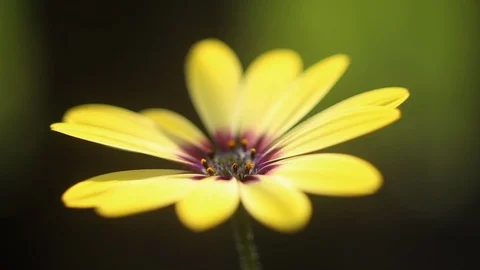 Osteospermum flower tracking shot Stock Footage 130065134