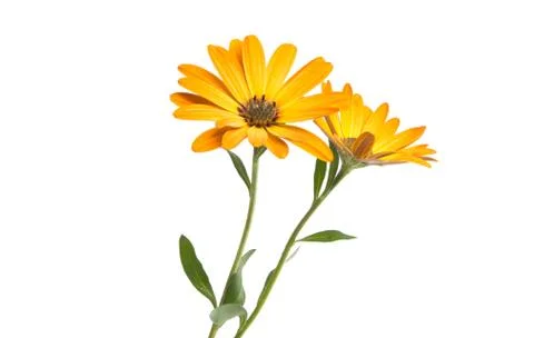 Osteospermum isolated Stock Photos