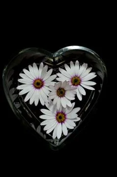 Osteospermum 写真素材