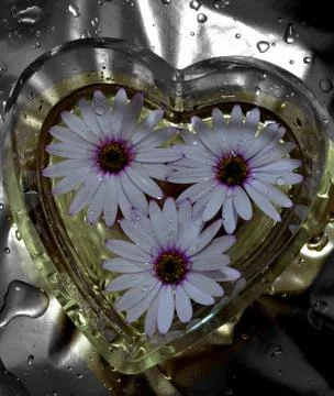 Osteospermum 写真素材