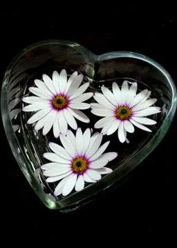 Osteospermum Stock Photos