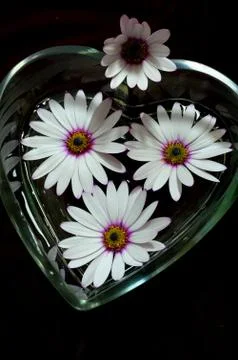 Osteospermum Stock Photos