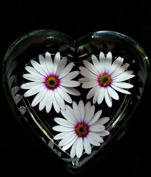 Osteospermum 写真素材