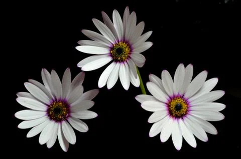 Osteospermum Stock Photos