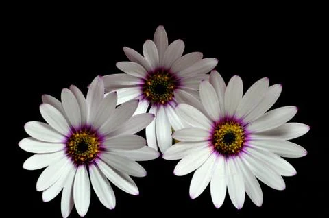 Osteospermum Stock Photos