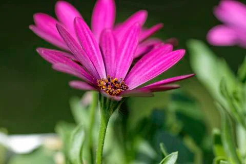 Osteospermum Foto stock