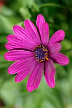 Osteospermum Foto stock