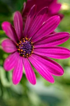Osteospermum Foto stock
