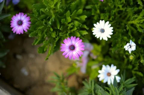 Osteospermum Stock Photos