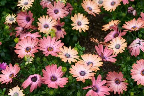 Osteospermum Stock Photos