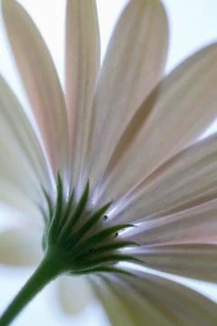 Osteospermum 'Pinks' Stock Photos