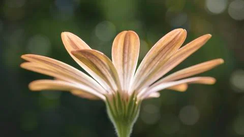 Osteospermum in the sun 스톡 사진
