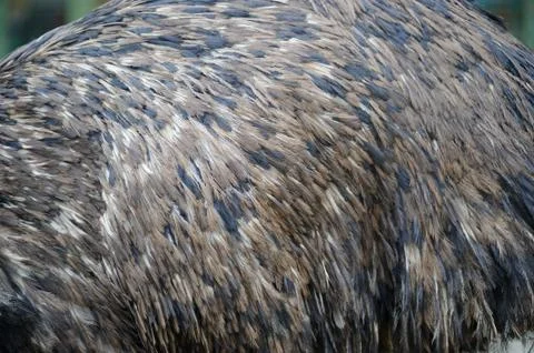 Osterich feathers Stock Photos