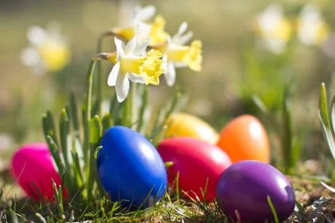 Ostern Easter eggs with Easter daffodils in the open countryside Copyright... Stock Photos