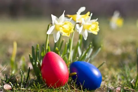 Ostern Easter eggs with Easter daffodils in the open countryside Copyright... Stock Photos