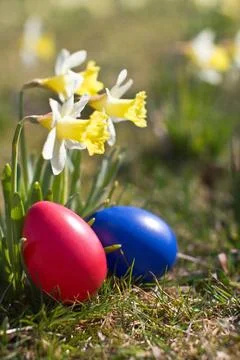 Ostern Easter eggs with Easter daffodils in the open countryside Copyright... Stock Photos
