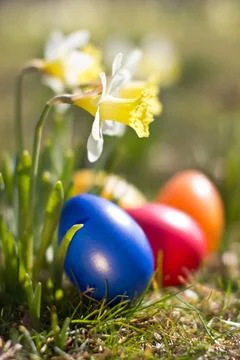 Ostern Easter eggs with Easter daffodils in the open countryside Copyright... Stock Photos