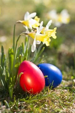 Ostern Easter eggs with Easter daffodils in the open countryside Copyright... Stock Photos