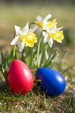 Ostern Easter eggs with Easter daffodils in the open countryside Copyright... Stock Photos