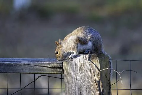 Östliches graues Eichhörnchen Eastern gray squirrel, known as the grey squ. Stock Photos