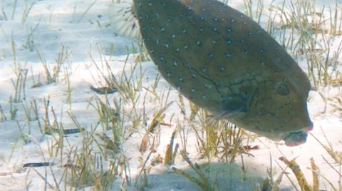 Ostracion cyanurus Stock Footage 58608085
