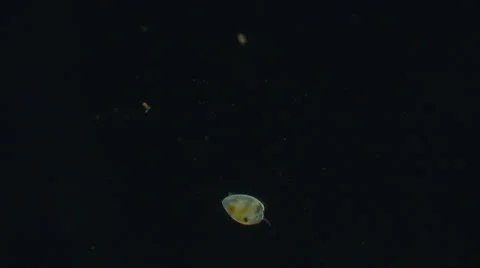 Ostracod in dark field microscope view Stock Footage 68663436