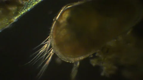 Ostracod, seed shrimp, microscopic image, Crustacea, dark field Vídeo Stock 152614002