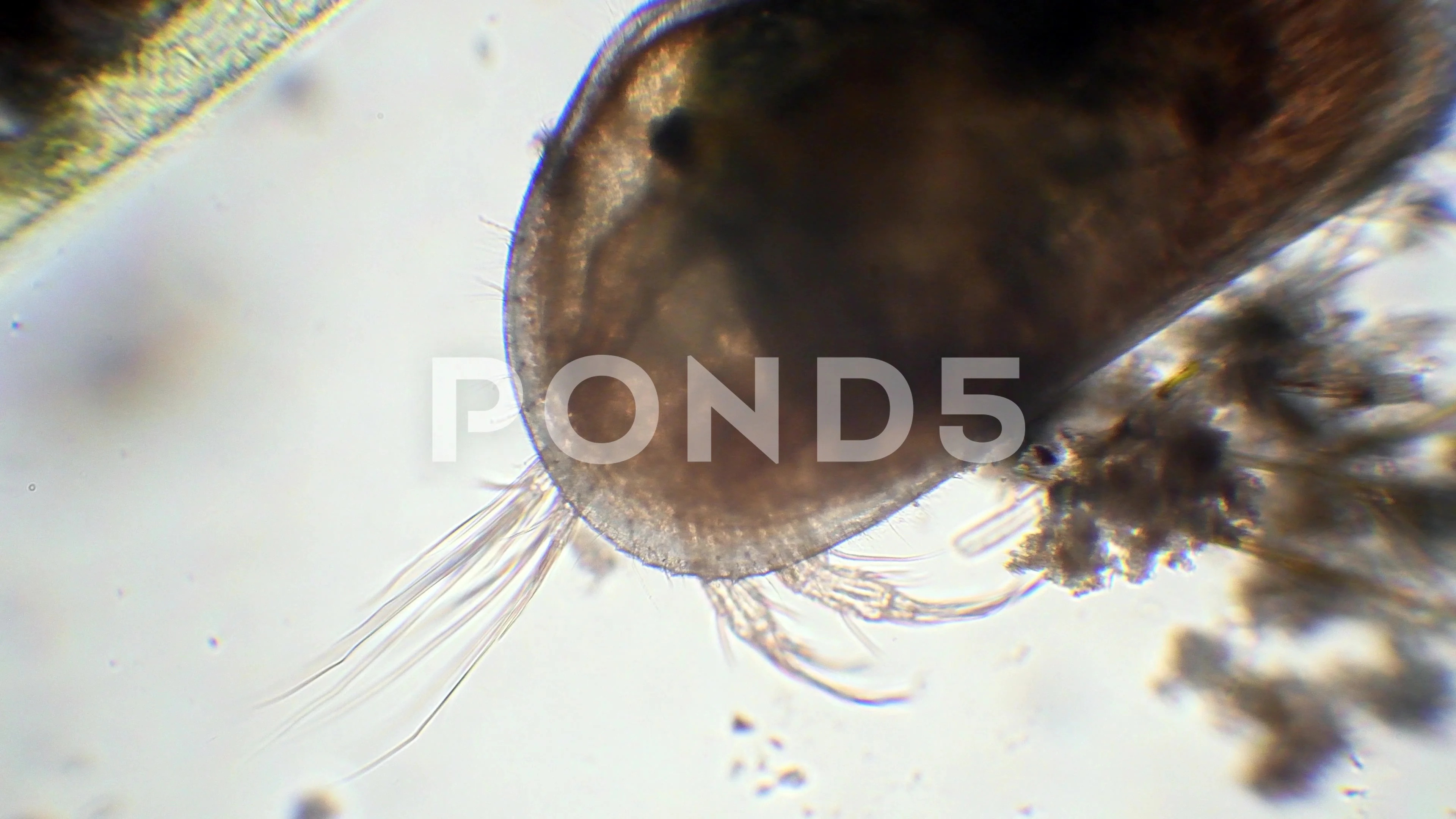 Seed Shrimp Under A Microscope