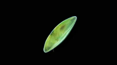 Ostracoda of order Podocopida under a microscope, Family Cyprididae. Stock Footage 155852812