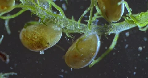 Ostracods feeding  on algae filament. Stock Footage 219418077