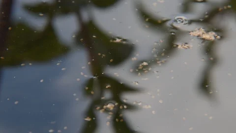 Ostracods Vídeos de archivo 113960854