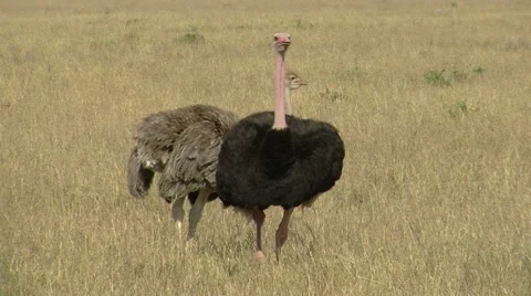 Ostrich 1 Stock Footage