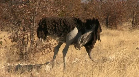 Ostrich (2) Stock Footage 12133045