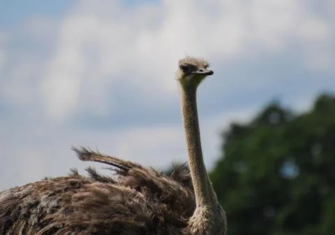Ostrich 2 Stock Photos