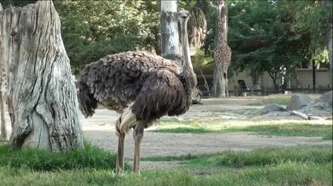 Ostrich and Giraffe Vídeo Stock 12044805