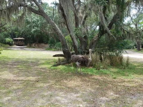 Ostrich and tree with moss Stock Photos