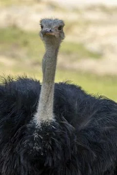 Ostrich approaching the camera Stock Photos