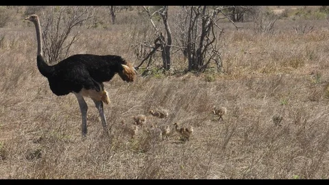 Ostrich with babies Stock-Footage 87131928