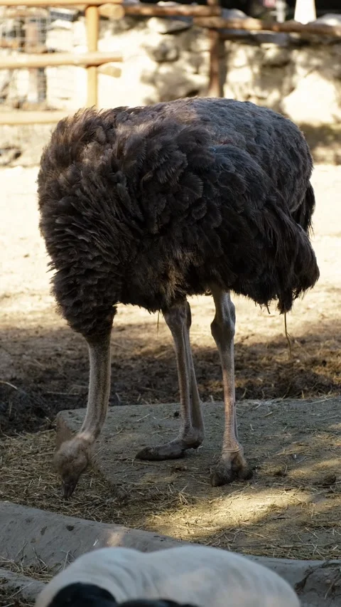 An ostrich bends down and pecks food on the ground inside a zoo enclosure. Calm Stock Footage 325739440