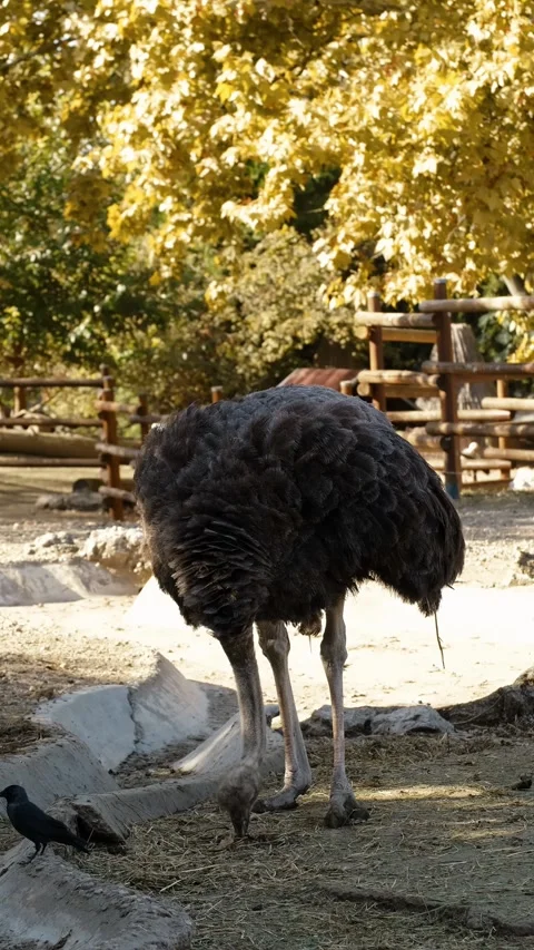 An ostrich bends down and pecks food on the ground inside a zoo enclosure. Calm Stock Footage 325739500