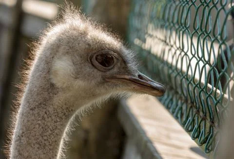 Ostrich bird in captivity looking through a mesh wire fence Stock Photos