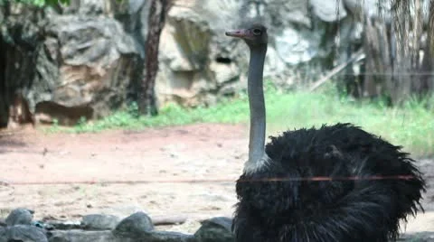 Ostrich Bird Stock Footage 10563660